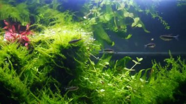 Güzel bir tatlı su ryobok aquascape detayı, aktif siyah neon tetra, Amano stili Hollanda akvaryumu üst görünümü, parlak LED ışık parlak renkler, profesyonel akvaryum bakım