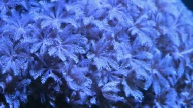 Ksenya yumuşak mercan kolonisi, yeni başlayanlar için popüler dayanıklı hayvan dokunaçları dairesel akım oluşturmak ve yiyecek avlamak için hareket ettirir, nano resif deniz ekosisteminde aktif hayvan, aktinik LED ışığı, professio