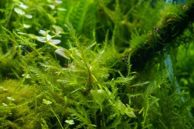 branch of common water moss, healthy aquatic plants in freshwater ryoboku aquascape detail, Amano style planted pro aquadesign, vivid colors in bright LED light, professional aquarium care, shallow dof