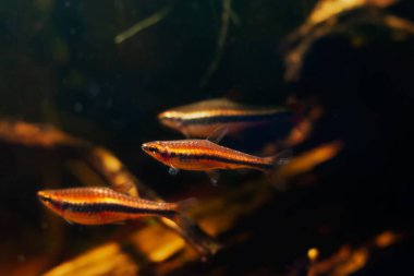 Cüce okutan türler kalem balığı sürüsü, biyo-tasarım akvaryumunda yüzme, düşük ışıkta parlayan neon rengi kahverengi bronzlaşmış asit suyu, Rio Negro 'ya özgü karasu balığı, bulanık arka plan