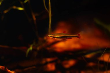 Yetişkin kalem balığı, biotope tasarım akvaryumunda sevilen ve evcil hayvan beslemesi kolay, kahverengi bronzlaşmış asitli düşük ışık, Rio Negro 'ya özgü süslemeli siyah su balığı, bulanık arka plan, sığ nokta