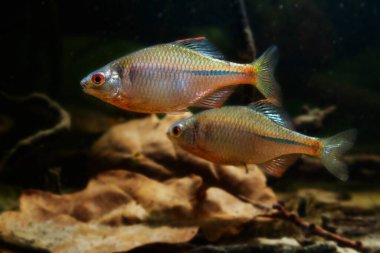 wild caught bitterling male in bright spawning coloration fight for dominance leaf litter on sand bottom, freshwater domesticated fish, highly adaptable species, low light blurred background, shallow dof clipart