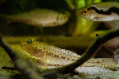 wild caught monkey goby hide at sunken twig on sand bottom, freshwater domesticated fish, endemic of Southern Bug river, highly adaptable and dangerous species, low light mood, blurred background