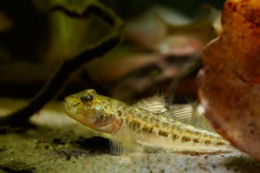 juvenile monkey goby on sand bottom behind oak leaf litter, cute tiny freshwater wild caught in Southern Bug river and domesticated fish, highly adaptable, active and curious species, low light mood
