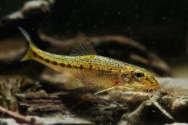 cüce yetişkin gudgeon, akıllı küçük tatlı su vahşi ve evcil balık yakaladı ılıman biotope akvaryumu, egzotik evcil hayvan, Avrupa nehir akvaryumu, karanlık hafif ruh hali konsepti