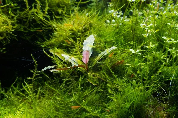 Bucephalandra Und Dichter Strauch Aus Javamoos Wasserpflanzen Einem Schönen Süßwasser — Stockfoto