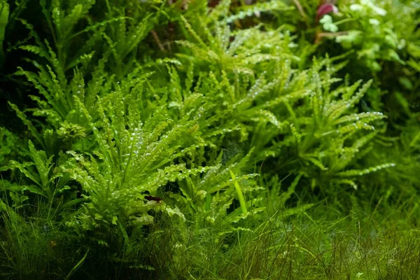green aquatic plants grow in freshwater ryoboku aquascape, clean Amano style planted pro aquadesign, vivid colors in bright LED light, professional aquarium care, shallow dof, explore and research concept