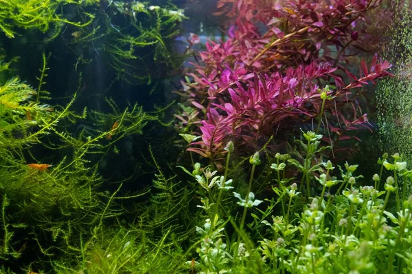 Güzel bir tatlı su kuyusu içinde yemyeşil su bitkileri. Amano stili, Hollanda deniz mavisi, parlak LED ışıkta canlı renkler, profesyonel akvaryum bakımı.