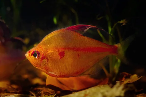 Grote Man Van Bloedend Hart Tetra Neon Gloeiende Kleuren Ontspannen — Stockfoto