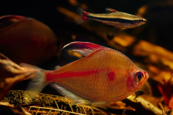 Sangue Cuore Tetra Maschio Dorato Matita Amichevole Vicino Casa Pesci — Foto Stock