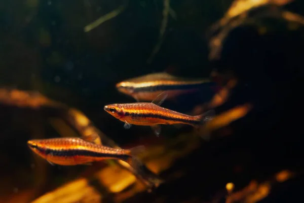 학교용 물고기 수족관에서 수영하는 물고기 스테인리스강 빛으로 빛나는 물고기 — 스톡 사진