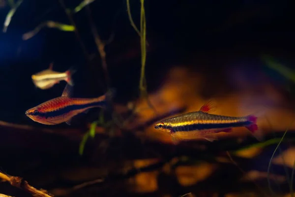Είδη Νάνων Pencilfish Παρουσιάζουν Φυσική Συμπεριφορά Κολυμπούν Βιοτοπικό Ενυδρείο Λάμπουν — Φωτογραφία Αρχείου