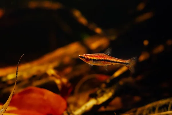 Genç Kalem Balığı Biotope Tasarım Akvaryumunda Popüler Okul Türleri Düşük — Stok fotoğraf