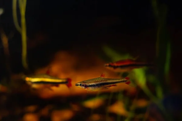 Kalembalığı Sürüsü Biotope Tasarım Akvaryumunda Cüce Okulu Türleri Düşük Işıkta — Stok fotoğraf