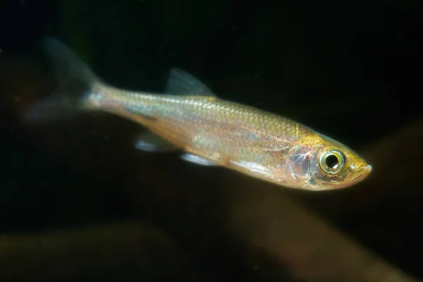 Sunbleak Swim Biotope Aquarium Wild Caught Freshwater Fish Healthy Vulnerable — Stock Photo, Image