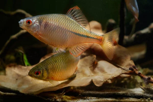 Domesticated Bitterling Male Bright Spawning Coloration Play Oak Leaf Litter — Stockfoto