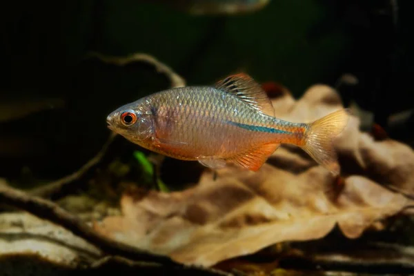 Wild Caught Bitterling Male Bright Spawning Coloration Oak Leaf Litter — Stock Fotó