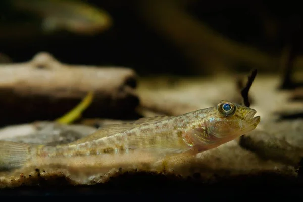 Curious Wild Caught Monkey Goby Lie Sand Bottom Observe Freshwater — Stock Fotó