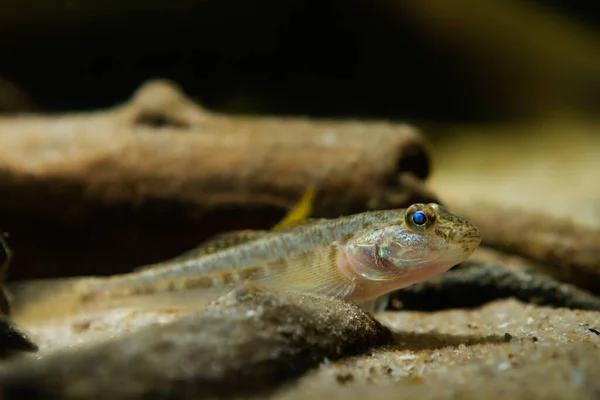Wild Caught Monkey Goby Lie Sand Bottom Observe Freshwater Domesticated — Stock Photo, Image