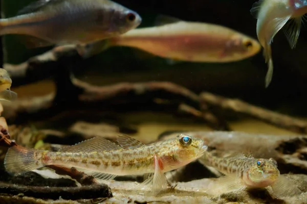 Monkey Goby Juvenile Rest Sand Bottom Open Fins Clever Tiny — Fotografia de Stock