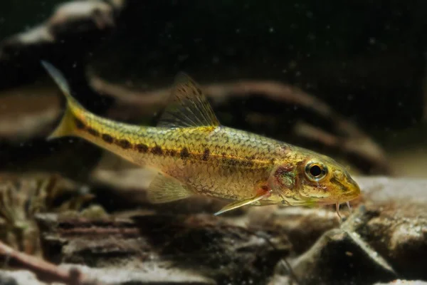 Dwarf Adult Gudgeon Clever Tiny Freshwater Wild Caught Domesticated Fish — Foto Stock