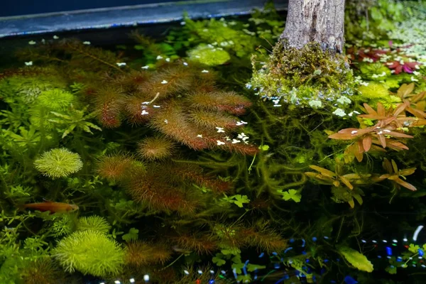 Top View Green Red Aquatic Plants Bright Led Light Freshwater — Stockfoto