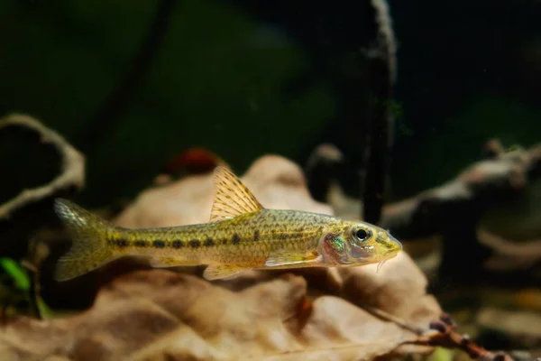 Felnőtt Gudgeon Úszni Tölgyfa Levél Alom Okos Apró Édesvízi Vadon — Stock Fotó