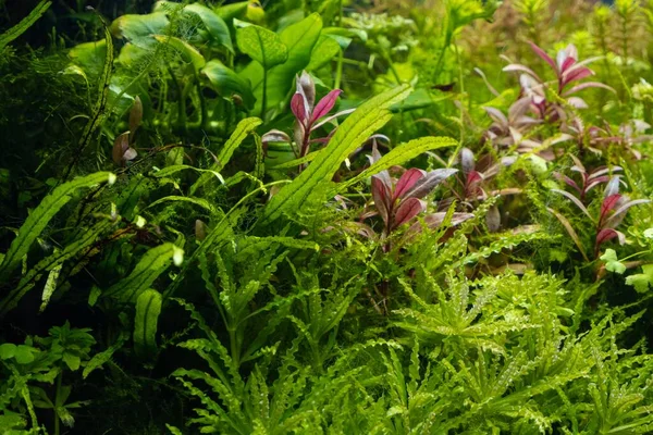 dense green and red aquatic plants grow in bright LED light of freshwater ryoboku aquascape, lush moss vegetation, professional aquarium care of demanding Amano style planted aquadesign, shallow dof