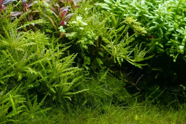 green and red aquatic plants grow in bright LED light of freshwater ryoboku aquascape, clean Amano style planted aquadesign, professional aquarium care, shallow dof, explore and research concept