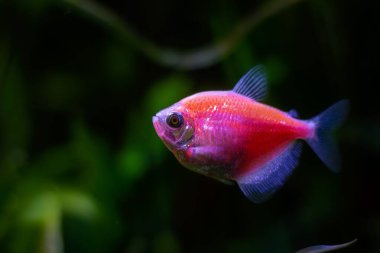 pink male of tetra Glofish breed, colorful adult, freshwater characin fish in natural aquarium, free space dark blur background of pet shop, popular ornamental enduring species for beginners, glowing in LED light clipart