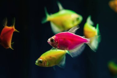 Pembe ve limon parlayan tetra Glofish cinsi, renkli yetişkinler, tatlı su, doğal akvaryumdaki balıklar, evcil hayvan dükkanının açık alan koyu bulanık arka planı, yeni başlayanlar için popüler süslemeli türler.