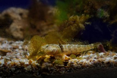 Tubenose goby, saldırgan istilacı cüce Karadeniz 'in tuzlu su türü, kahverengi algler deniz biyo akvaryumunda coquina taşında yetişiyor, ön camda deneyimli akvaryumcular için evcil hayvan, sığ dof