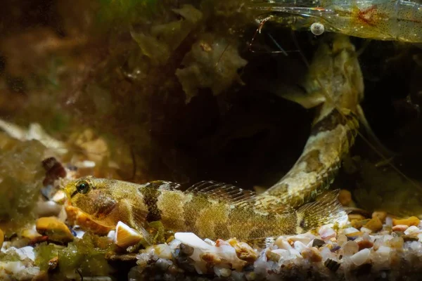 tubenose goby juvenile, cüce tuzlu su türleri yüzgeçlerini yayıyor ve Karadeniz deniz deniz biyo-akvaryumunda kahverengi algler ile çakıllı zemine dinleniyor, parlak LED ışıklarda deneyimli akvaryumcular için evcil hayvanlar