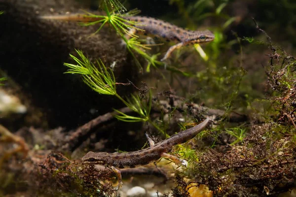 Common Newt Males Breeding Site Freshwater Biotope Aquarium Design Detail — Fotografia de Stock