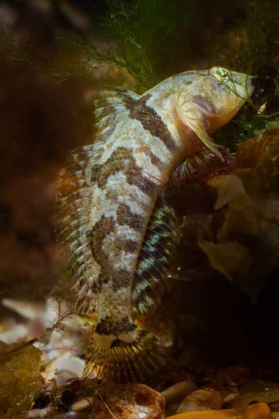 Tubenose Goby Kahverengi Alglerde Yiyecek Arıyor Coquina Taşında Yetişiyor Karadeniz — Stok fotoğraf