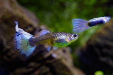 colorful neon glowing freshwater female and blurred male of dwarf fish guppy adult with big blue tail, popular and hardy species for beginners, free space dark blurred background, artificial breed clipart