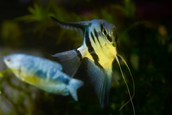White Artificial Breed Angelfish Red Eyes Black Stripes Turn Camera — Stockfoto