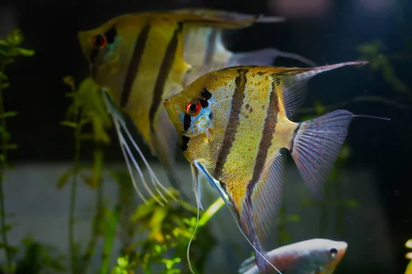 White Artificial Breed Angelfish Red Eyes Black Stripes Planted Aquarium — Stockfoto