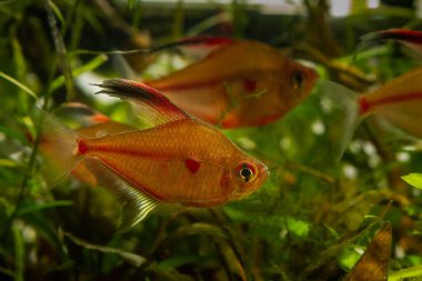 Genç kanayan kalp tetrası, kırmızı leke, Rio Negro endemik balığı, siyah sulardaki balıklar stil akvaryumu, LED düşük ışık tasarımı kahverengi tanin lekeli asit suyu, bulanık arka plan