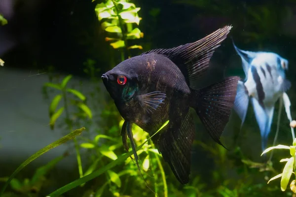 Extraña Raza Artificial Angelfish Con Ojos Rojos Cuerpo Negro Aletas —  Fotos de Stock