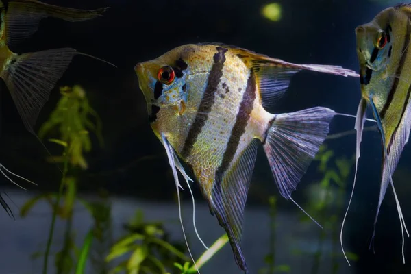 Kırmızı Gözlü Kırmızı Gözlü Akvaryumda Siyah Çizgili Yapay Melek Balığı — Stok fotoğraf