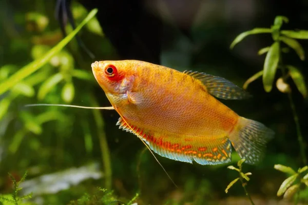 Adult Honey Gourami Popular Aqua Trade Breed Widespread Ornamental Fish — Stock Photo, Image