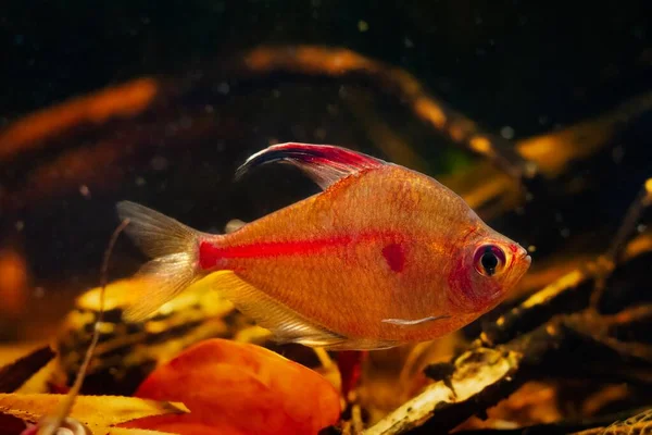 Neon Glowing Bleeding Heart Tetra Male Red Spot Show Natural — Stock Photo, Image