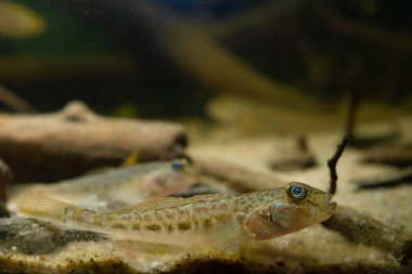 tiny juvenile monkey goby rest on sand bottom, wild caught freshwater and domesticated fish, endemic of Southern Bug river, highly adaptable, active and curious species, LED low light mood aquadesign