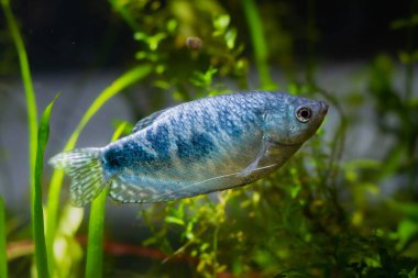 healthy adult three spot gourami, popular ornamental fish, high quality animal on sale in aqua market, LED low light planted background, easy to keep pet for beginners, shallow dof, beauty of nature