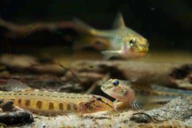 tiny juvenile spined loach on sand bottom with blurred figure of monkey goby and gudgeon, wild caught freshwater fish of Southern Bug river, highly adaptable species, LED low light mood aquadesign