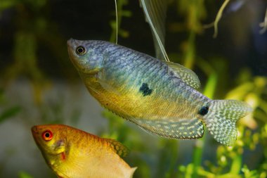 Yetişkin üç benekli gourami, popüler yaygın süs balığı, su pazarında satılık yüksek kaliteli evcil hayvan, LED düşük ışık ekili arka plan, yeni başlayanlar için yaratığı tutmak için popüler, sığ nokta