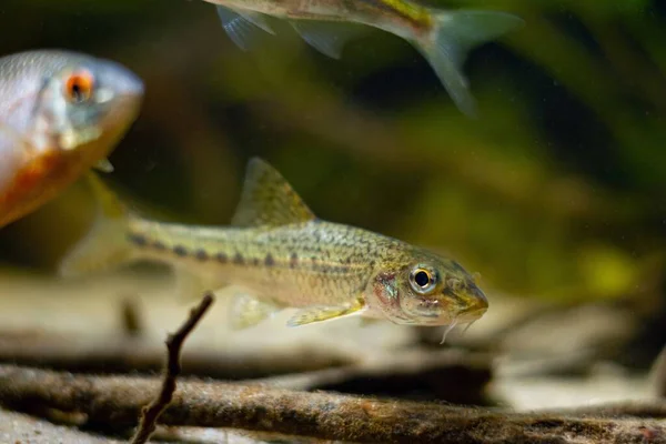 Gudgeon Úszni Gallyak Driftwood Elmosódott Keserű Okos Kis Édesvízi Vad — Stock Fotó