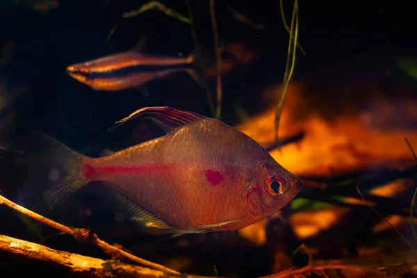 Rio Negro Endemic Bleeding Heart Tetra Male Fish Neon Glow — Stock fotografie