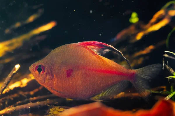 Риба Комашка Стікає Кров Світиться Через Заднє Світло Барвах Неонового — стокове фото
